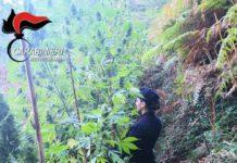 Scilla, rinvenuta piantagione di canapa indiana con annesso essiccatoio