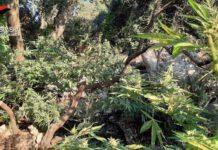 Platì, I carabinieri rinvengono l’ennesima piantagione di canapa indiana