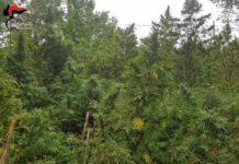 Ancora una piantagione scoperta a San Luca: sequestrate dai carabinieri oltre 200 piante di canapa indiana