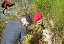 Rinvenute armi e piantagione di marijuana nel reggino