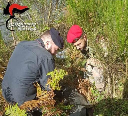 Rinvenute armi e piantagione di marijuana nel reggino