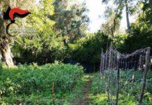 Polistena, peperoncini pomodori e marijuana nell’orto. Arrestata 46enne