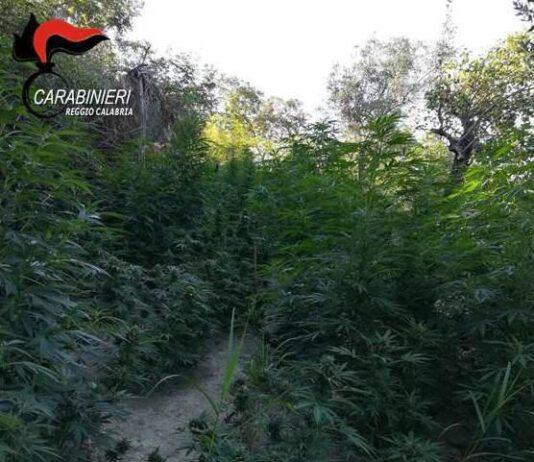 Ennesima piantagione di marijuana scoperta dai Carabinieri del gruppo di Locri