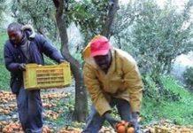 Migrante trovato morto nelle campagne in contrada Bosco, aveva cesoie conficcate nel collo. Omicidio o tragico incidente?