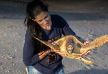 Il centro di recupero tartarughe marine di Brancaleone ha bisogno di una ambulanza- raccolta fondi