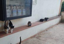 Calabria:Gatti randagi murati vivi in un condominio, davano fastidio