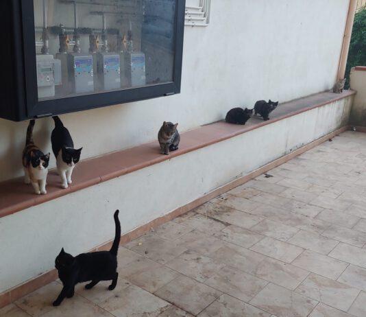 Calabria:Gatti randagi murati vivi in un condominio, davano fastidio
