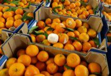Coldiretti, la campagna delle clementine IGP Calabria parte male, si rischia di alimentare la catena dello sfruttamento