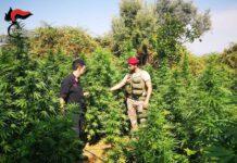 Due arresti per coltivazione di marijuana