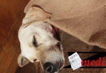 Cagnolina con gola recisa recuperata presso Tendopoli San Ferdinando