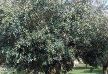 Coldiretti, uliveto Calabria con ottima annata in qualità rischia ko a causa crescita importazioni