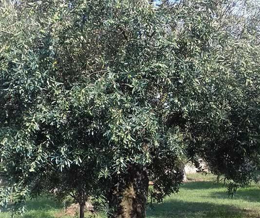Coldiretti, uliveto Calabria con ottima annata in qualità rischia ko a causa crescita importazioni