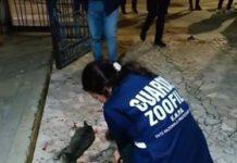 Calabria, due gatti trovati con il cranio fracassato nel cortile di un condominio