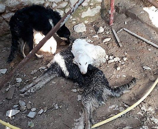 Cani murati vivi in un casolare- Erano rinchiusi da giorni senza acqua né cibo