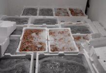 Gioia Tauro- sequestrati prodotti ittici- elevata sanzioni per oltre 26mila euro