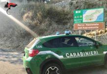 Trasportava illegalmente fringuelli e altri esemplari di fauna protetta- arrestato