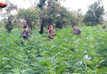 Piantagione di marijuana scoperta dai carabinieri- tre persone arrestate