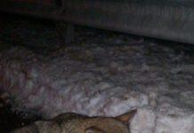 Lupo ferito a bordo strada, soccorso da due persone