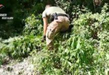 Operazione antidroga nella Piana di Gioia Tauro