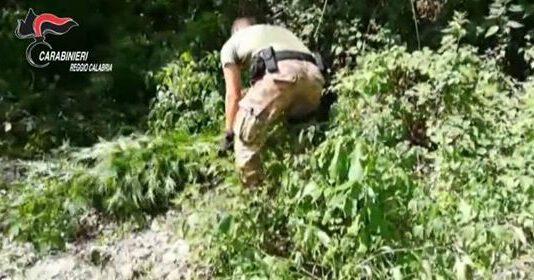 Operazione antidroga nella Piana di Gioia Tauro