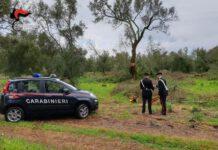 Sorpresi a tagliare legna in Parco Nazionale Aspromonte- arrestati due cittanovesi