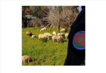 Gregge pascolava in terreni privati- denunciato titolare azienda agricola