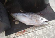 Estorsioni a tonnare, quattro arresti