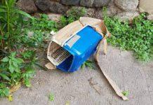 Macabro ritrovamento a Reggio, gatto bruciato vivo in trasportino