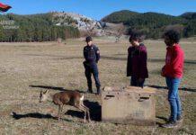Calabria- esemplare di capriolo curato e rimesso in libertà