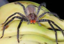 In viaggio dal Brasile, sbarca a Gioia Tauro il velenoso ragno delle banane