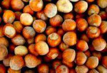 Consorzio Nocciola Calabria: “No ad offerta Ferrero”