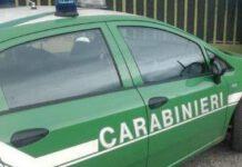 Palmi- scoperto e sequestrato caseificio fatiscente privo di norme igieniche