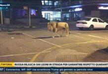 Coronavirus- “Putin libera 500 leoni in strada per garantire quarantena”- la bufala che circola sul web