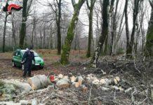 Sorpreso a tagliare e trafugare legna nel Parco Nazionale d’Aspromonte, denunciato 61enne