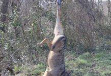 Lupo ucciso ed appeso ad un palo nelle serre vibonesi