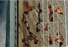 Pipistrelli stesi sul balcone, panico tra residenti, ma erano ali di pollo