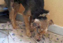 Cagnolina torturata da baby gang, agonizzante torna dai padroni