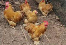 Violano misure anticoronavirus per andare a rubare galline