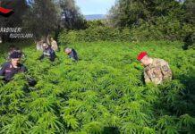 Coltivava marijuana, arrestato 55enne nel reggino