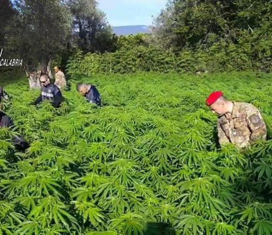 Coltivava marijuana, arrestato 55enne nel reggino