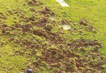 Coldiretti Calabria: nei campi più cinghiali che lavoratori, sos raccolti e pericolo per i cittadini