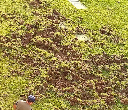 Coldiretti Calabria: nei campi più cinghiali che lavoratori, sos raccolti e pericolo per i cittadini