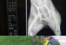 Melicucco- cagnolina trovata ferita da colpi di fucile a pallini