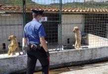 Cani in pessime condizioni, sequestrato canile nel reggino