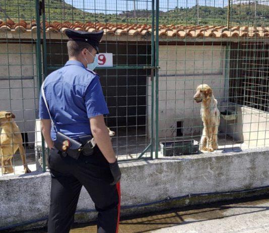 Cani in pessime condizioni, sequestrato canile nel reggino