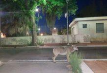 Branco di Lupi avvistato in città a Crotone