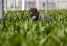 Bruno Bossio(Pd): “La regolarizzazione dei migranti è un atto di civilità. No a speculazione politica”