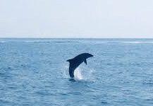 San Ferdinando, delfino spiaggiato salvato e rimesso in mare