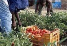 Calabria operazione “Uomini e caporali” sette persone arrestate