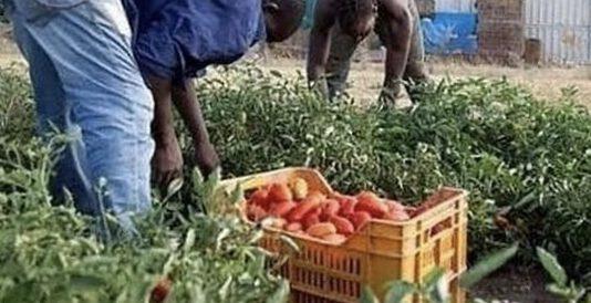 Calabria operazione “Uomini e caporali” sette persone arrestate